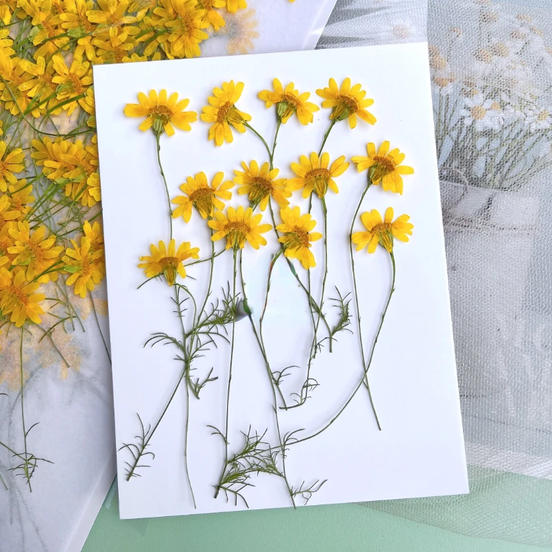 6-10cm/24pcs,nature pressed Ch - Nail Art Natural ulasan dan harga