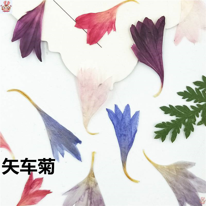 20 Plant Specimens, Cornflower - Nail Art Natural ulasan dan harga