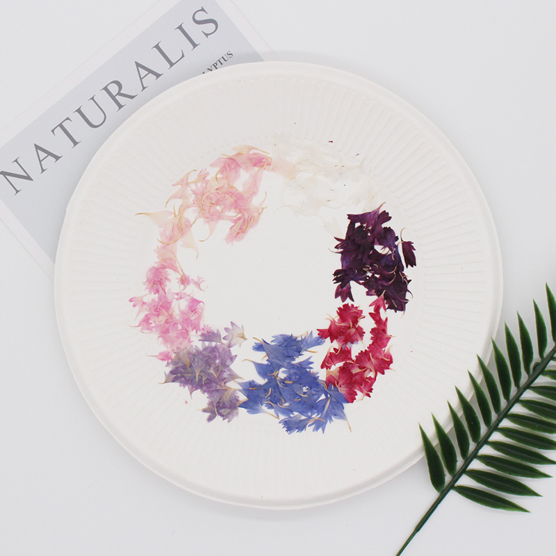 20 Plant Specimens, Cornflower - Nail Art Natural ulasan dan harga
