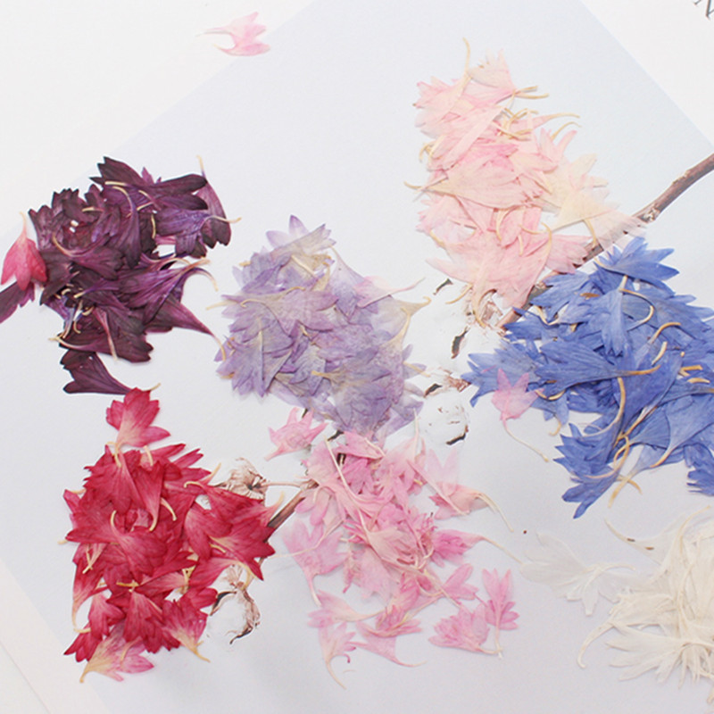 20 Plant Specimens, Cornflower - Nail Art Natural ulasan dan harga