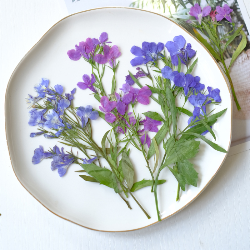 6pcs/8-13cm,nature Lobelia Eri - Nail Art Natural ulasan dan harga