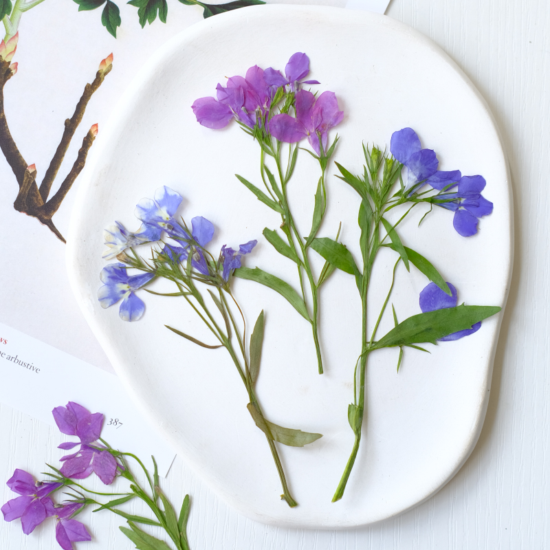 6pcs/8-13cm,nature Lobelia Eri - Nail Art Natural ulasan dan harga