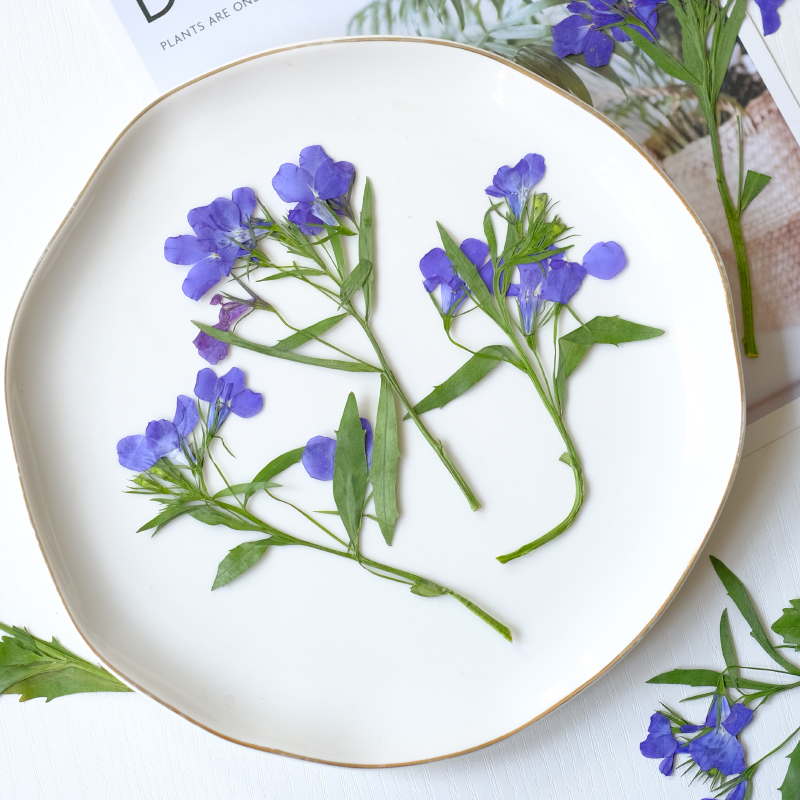 6pcs/8-13cm,nature Lobelia Eri - Nail Art Natural ulasan dan harga